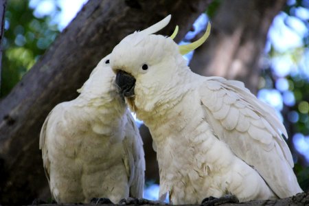Sulphur-crested Cockatoo. Caratua galerita photo