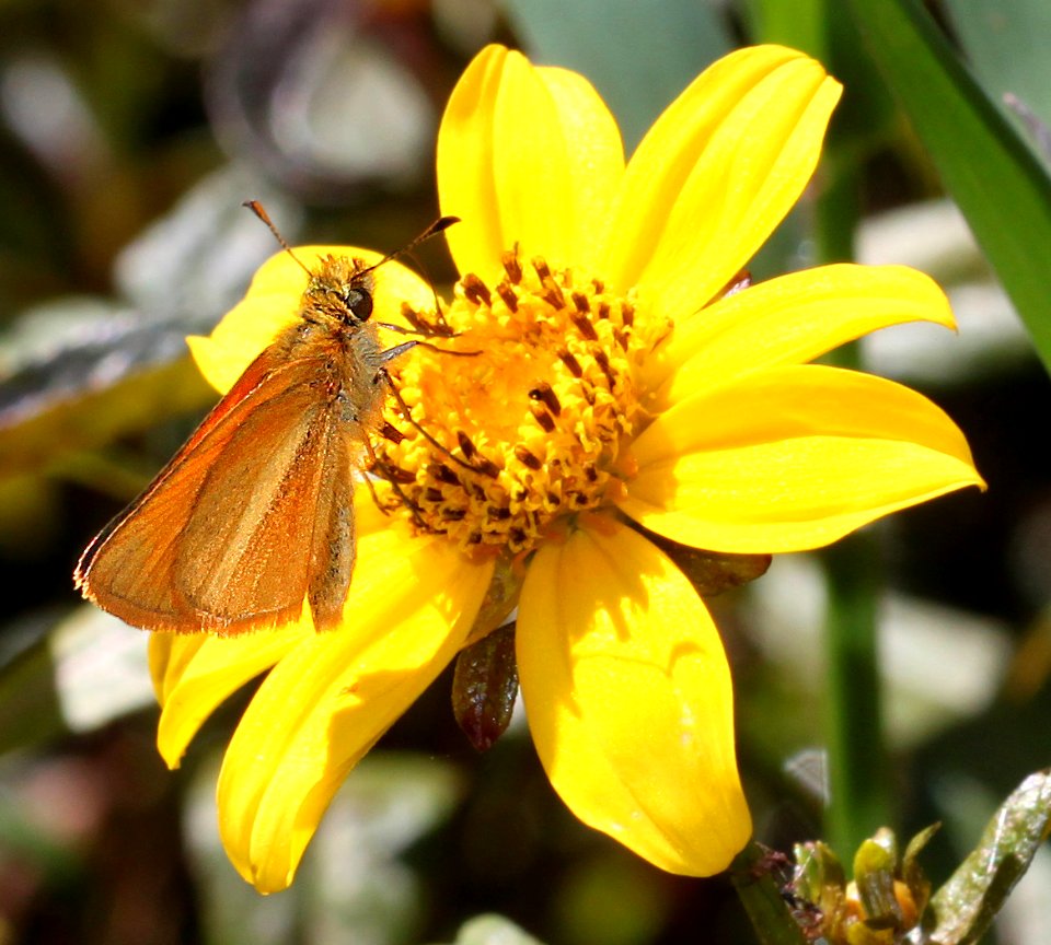 SKIPPER, SUNRISE (Adopaeoides prittwitzi) (10-2-12) below parker lake spillway, scc, az  (5)