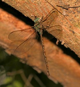 DARNER, BAR-SIDED (Gynacantha mexicana) (11-10-2016) the national butterfly center, hidalgo co, tx -01 (2)