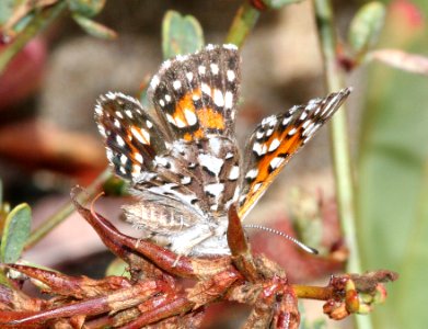 METALMARK, BEHR'S (Apodemia virgulti) (8-2-09) dunes of morro bay, slo co, ca  (2)