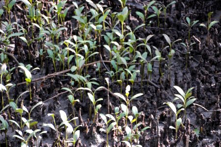 Avicennia marina. Grey Mangrove