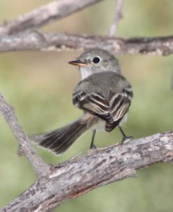 578 - WILLOW FLYCATCHER (8-27-13) sonoita creek state natural area, scc, az