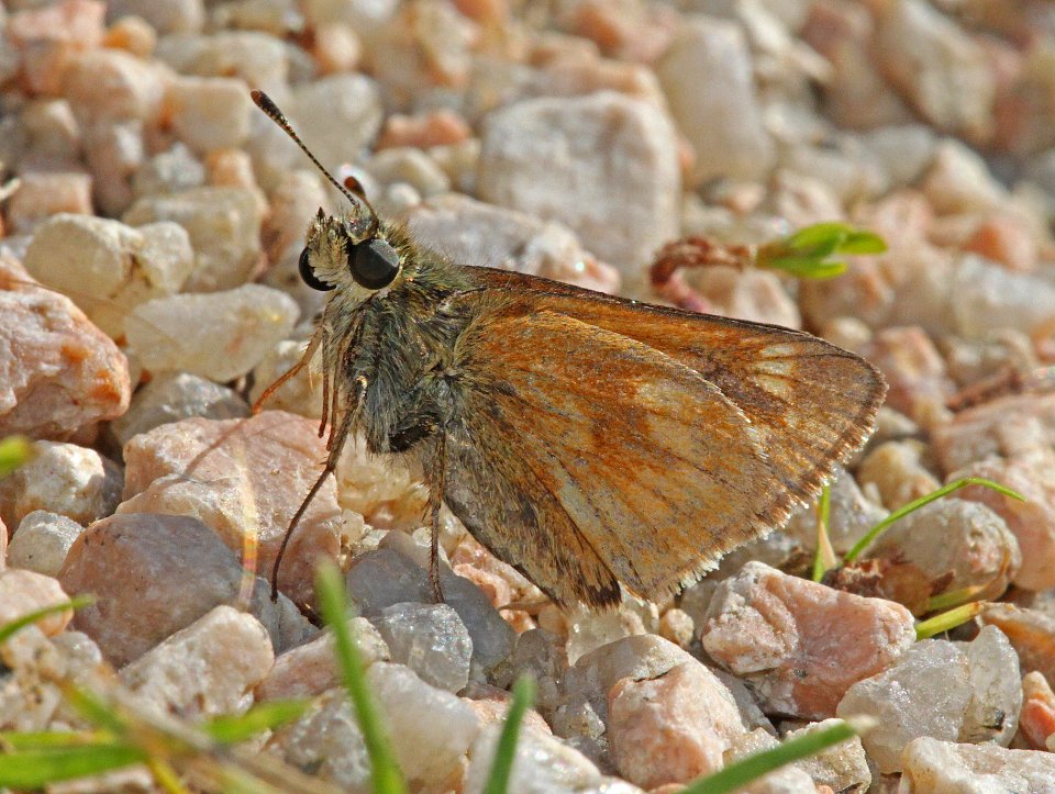 SKIPPER, INDIAN (Hesperia sassacus) (8-7-09) stonington, Maine  (2)