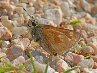 SKIPPER, INDIAN (Hesperia sassacus) (8-7-09) stonington, Maine  (2)