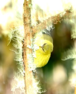 HAWAII CREEPER (8-30-2017) hakalau forest national wildlife refuge, hawaii co, hawaii -30 female (7)