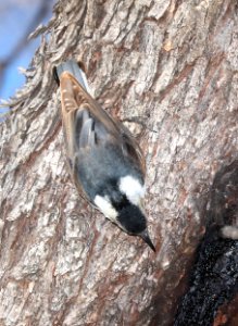 686 - WHITE-BREASTED NUTHATCH (2-21-2018) blue haven road, patagonia, santa cruz co, az -01