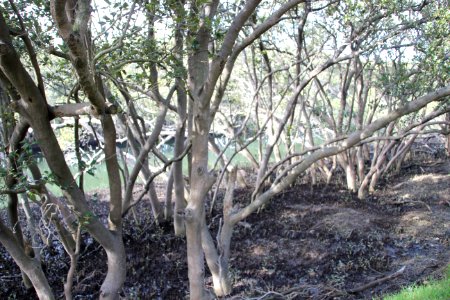 Avicennia marina. Grey Mangrove