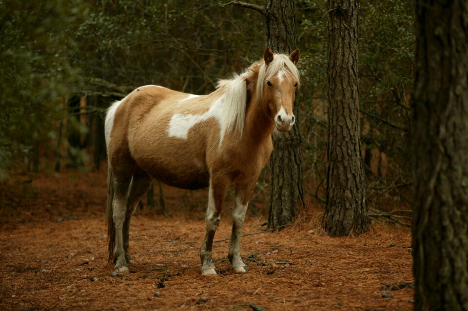 Chincoteague island virginia usa