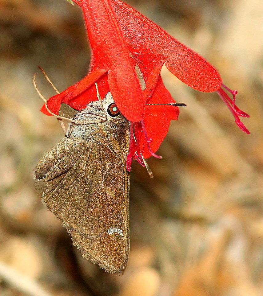 SKIPPER, FAWN-SPOTTED (Cymaenes trebius) (4-20-12) sabal palm sanctuary, brownsville, tx  (1)