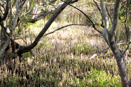 Avicennia marina. Grey Mangrove