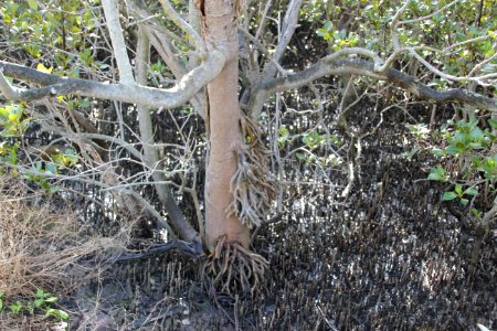 Avicennia marina. Grey Mangrove