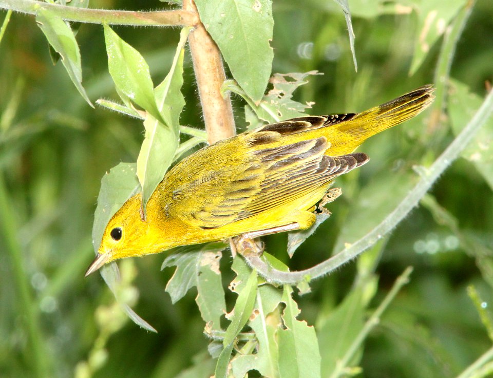 829 - YELLOW WARBLER (8-30-13) pena blanca lake, scc, az -01