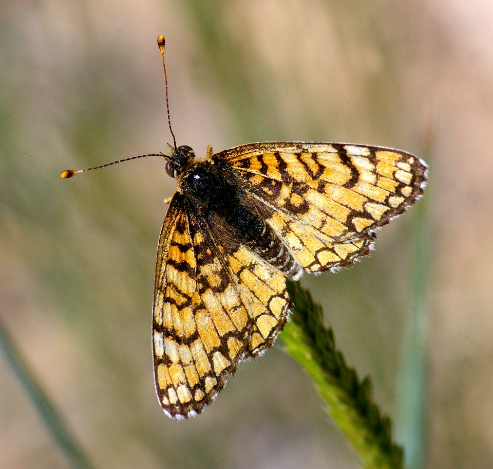 CHECKERSPOT, SAGEBRUSH (chlosyne acastus) (6-28-09) near wheeler peak, nev -01