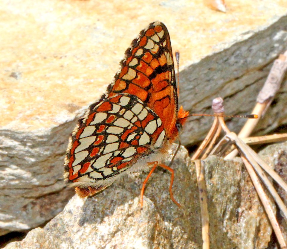 CHECKERSPOT, NORTHERN ( Chlosne palla) (6-17-12) male, cook and green pass area, siskiyou co, ca  (3)