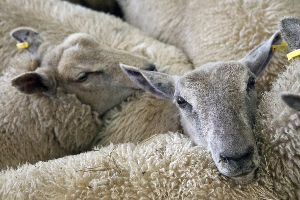 Animal agriculture livestock