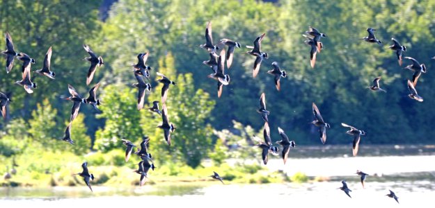 302 - HUDSONIAN GODWIT (6-7-2016) anchorage, alaska -11