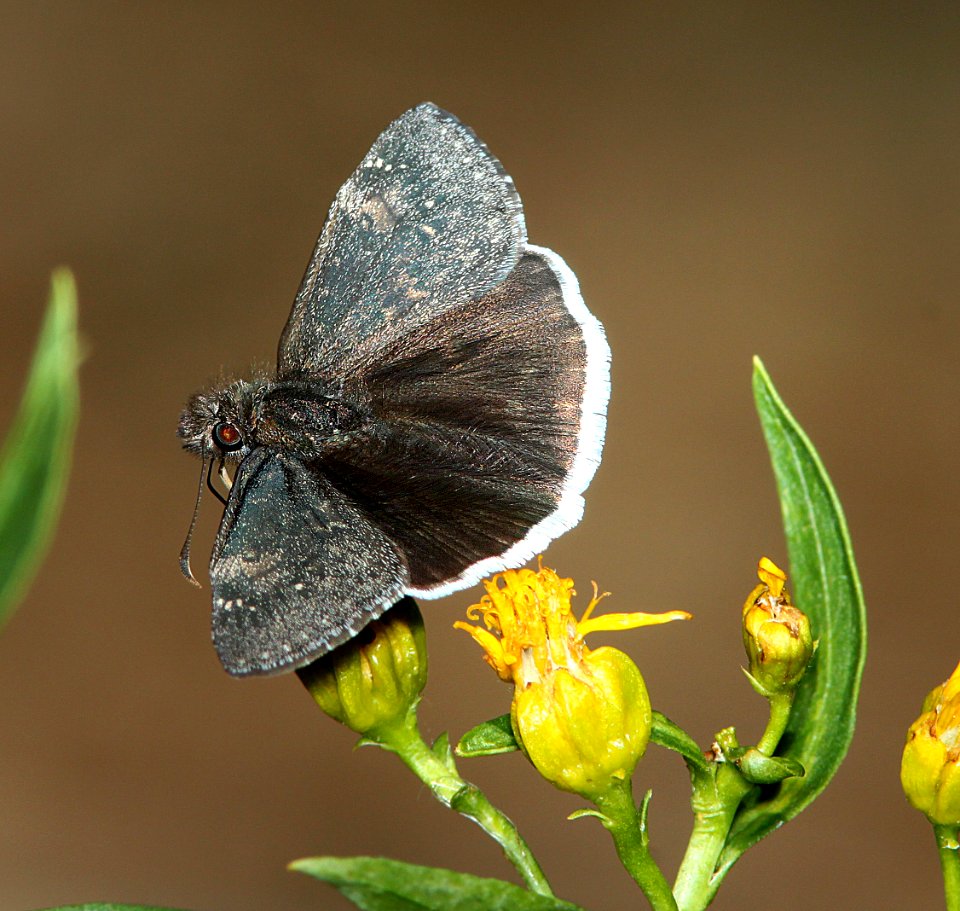 DUSKYWING, FUNEREAL (Erynnis funeralis) (3-13-11) patagonia lake, scc,az -01 (1)