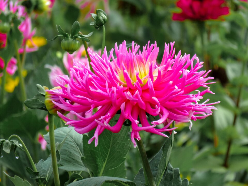 Bloom flower garden pink