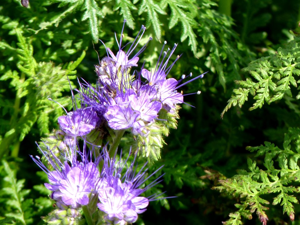 Phacelia tanacetifolia
