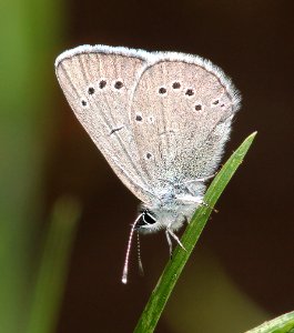 BLUE, SILVERY (Glaucopsyche lygdamus) (6-9-13) 8500 ft, singletree creek, boulder mt, wayne co, ut (1)
