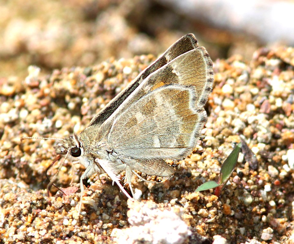 POWDERED-SKIPPER, ARIZONA (Systasea zampa) (9-24-12) ca gulch, pajarito mts, scc, az  (3)