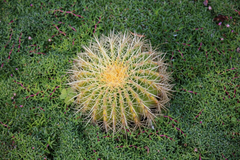 Skewer desert plant yellow