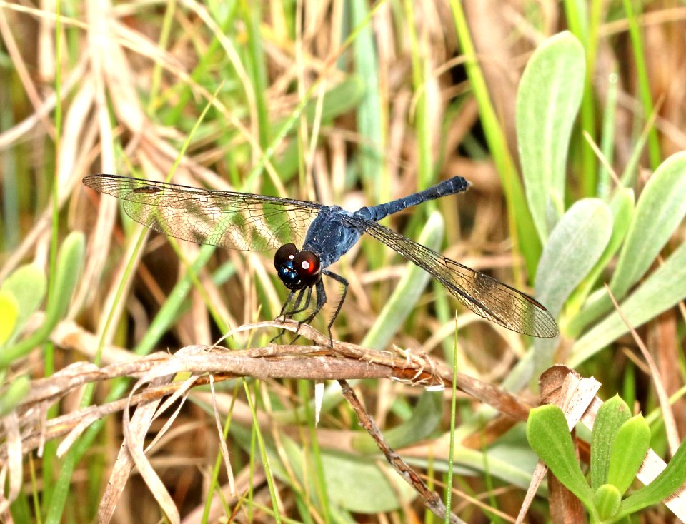 DRAGONLET, SEASIDE (Erythrodiplax berenice) (8-28-2016) port lavaca, calhoun co, tx -02 male