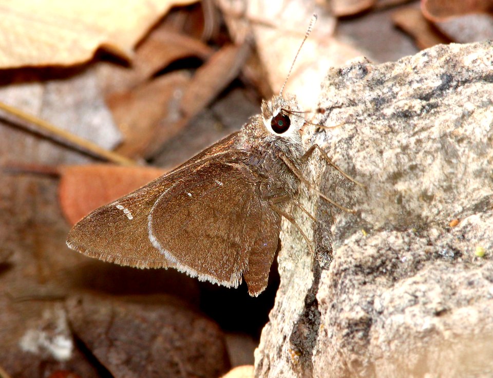 SKIPPER, DEVA (Atrytonopsis deva) (5-11-13) temporal gulch, santa rita mts, scc, az  (1)