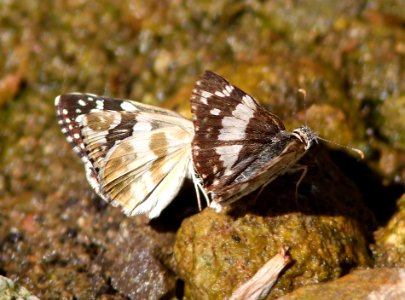 WHITE-SKIPPER, ERICHSON'S (Heliopyrgus domicella) with Pyrgus philetas (9-24-12) ca gulch, pajarito mts, scc, az  (2)
