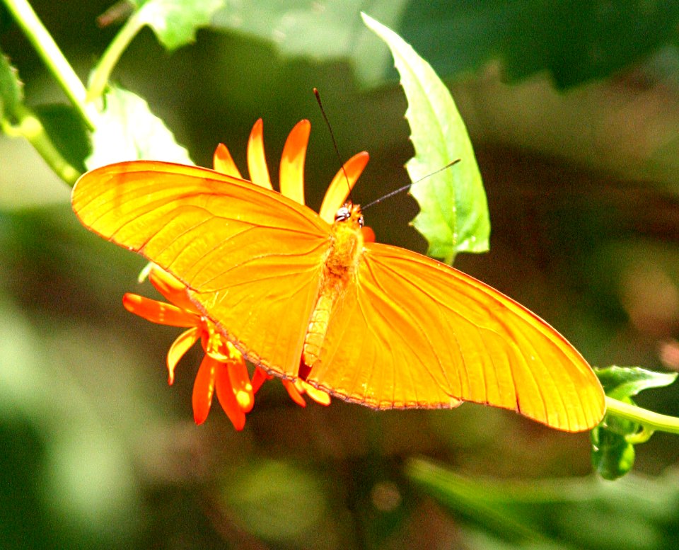 HELICONIAN, JULIA (Dryas julia) (1-9-09) male, sabal palm, tx  (1)
