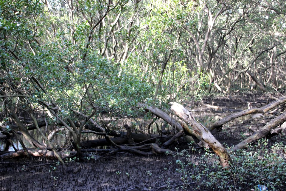 Avicennia marina. Grey Mangrove