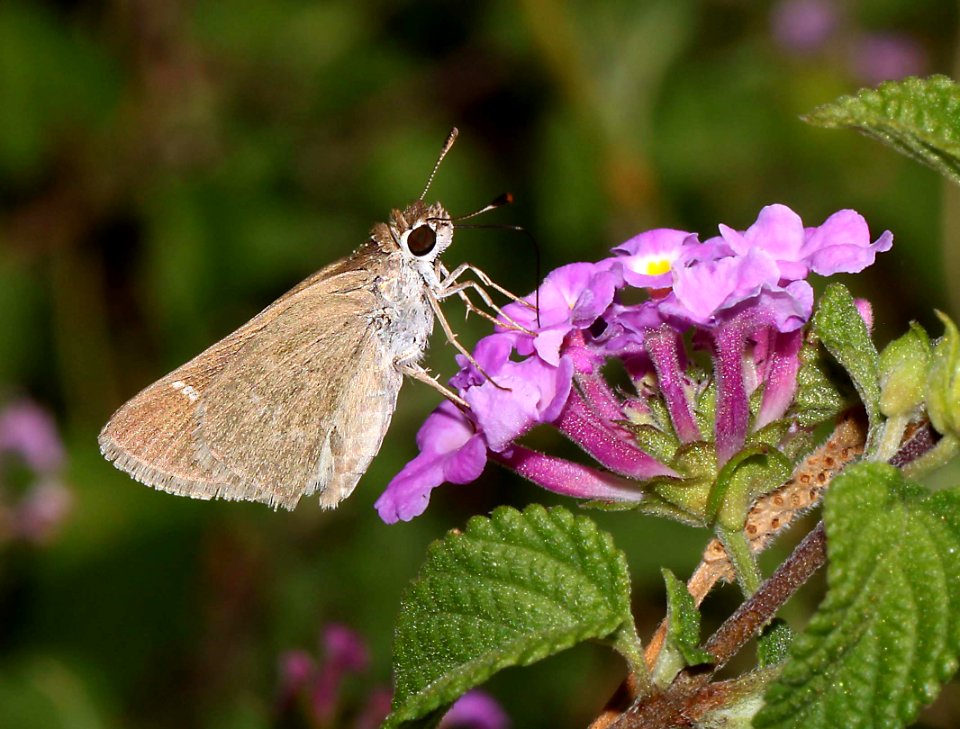 SKIPPER, EUFALA (Lerodea eufala) (9-17-10) 78 circulo montana, pat lake ranch estates, scc, az  (1)