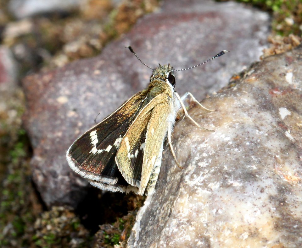 ROADSIDE-SKIPPER, SLATY (Amblyscirtes nereus) (7-19-12) harshaw road, patagonia mts, scc, az  (7)