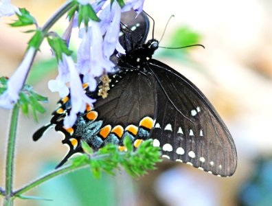 SWALLOWTAIL, SPICEBUSH (Papilio troilus) (3-16-13) marion co, fl -01 photo