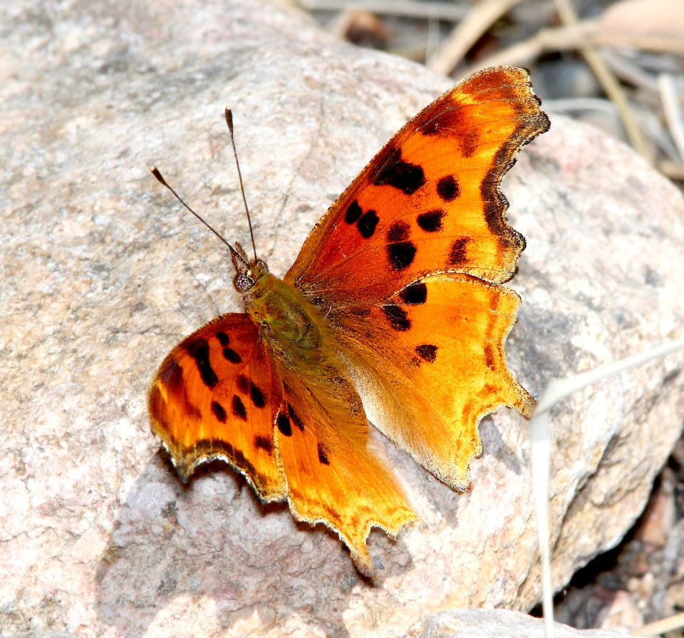 COMMA, SATYR (Polygonia satyrus) (5-11-13) temporal gulch, santa rita mts, scc, az -01
