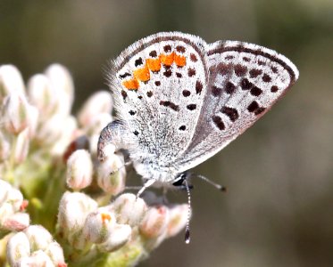BLUE, SQUARE-SPOTTED (Euphilotes martinii) (5-11-12) granite mts, 4 miles north of I-40, 60 miles west of needles, ca -  (2)