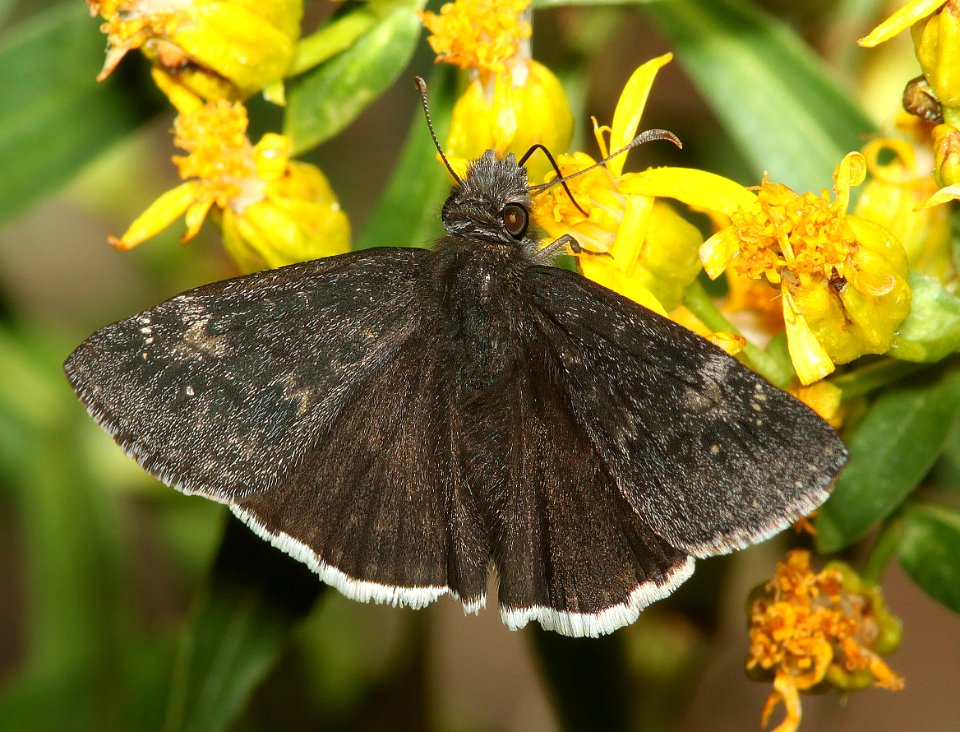 DUSKYWING, FUNEREAL (Erynnis funeralis) (3-13-11) patagonia lake, scc,az -01 (2)