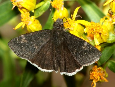 DUSKYWING, FUNEREAL (Erynnis funeralis) (3-13-11) patagonia lake, scc,az -01 (2)