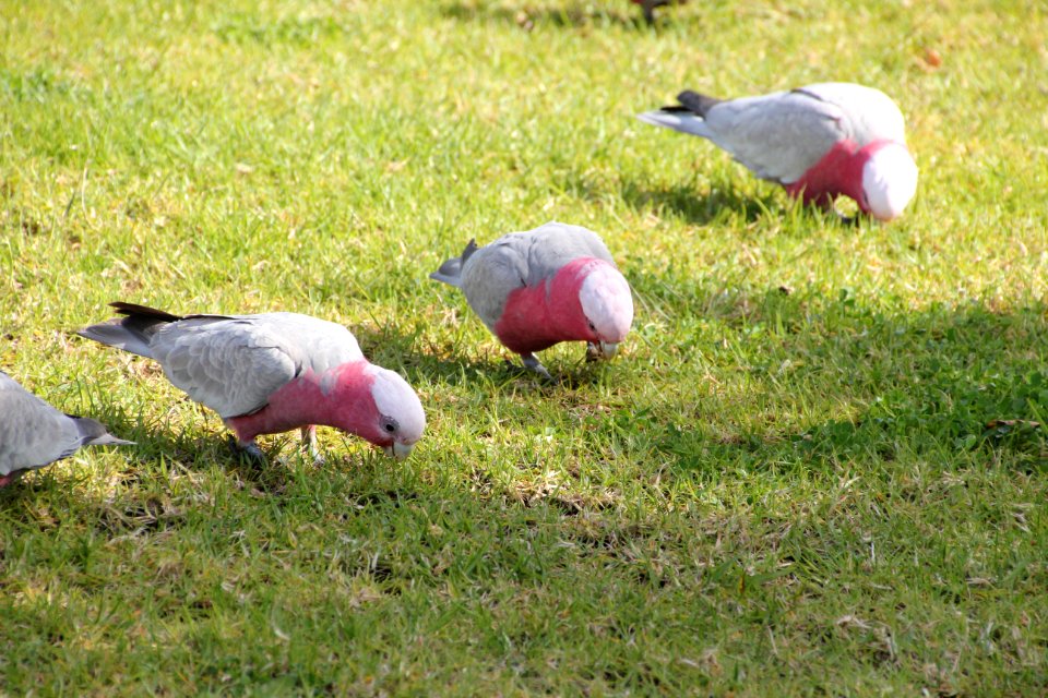 Galah. Cacatua roseicapilla