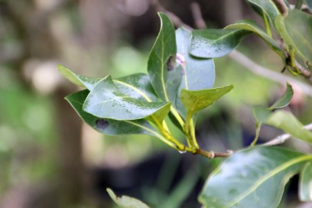 Avicennia marina. Grey Mangrove