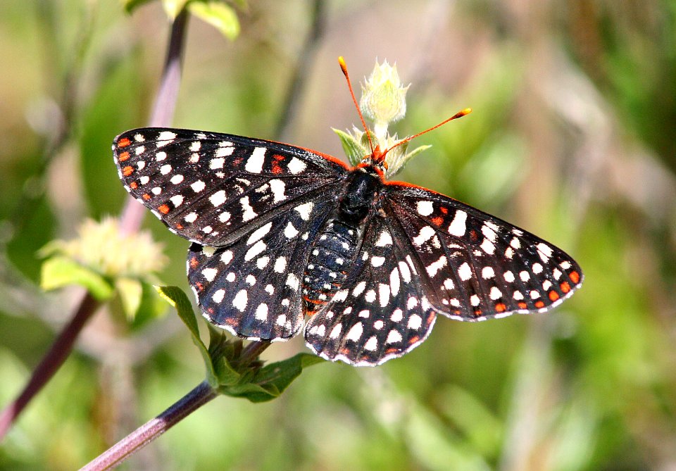 CHECKERSPOT, VARIABLE (euphydryas chalcedona) (4-5-08) canet rd, morro bay, slo co, ca (2)