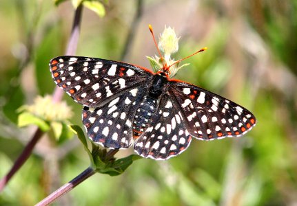 CHECKERSPOT, VARIABLE (euphydryas chalcedona) (4-5-08) canet rd, morro bay, slo co, ca (2)