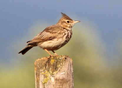 CRESTED LARK CAPPELLACCIA