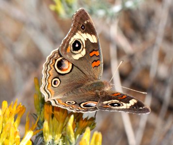 BUCKEYE, COMMON (Junonia coenia) (10-25-12) fall form, harshaw creek rabbitbrush, scc, az  (3)