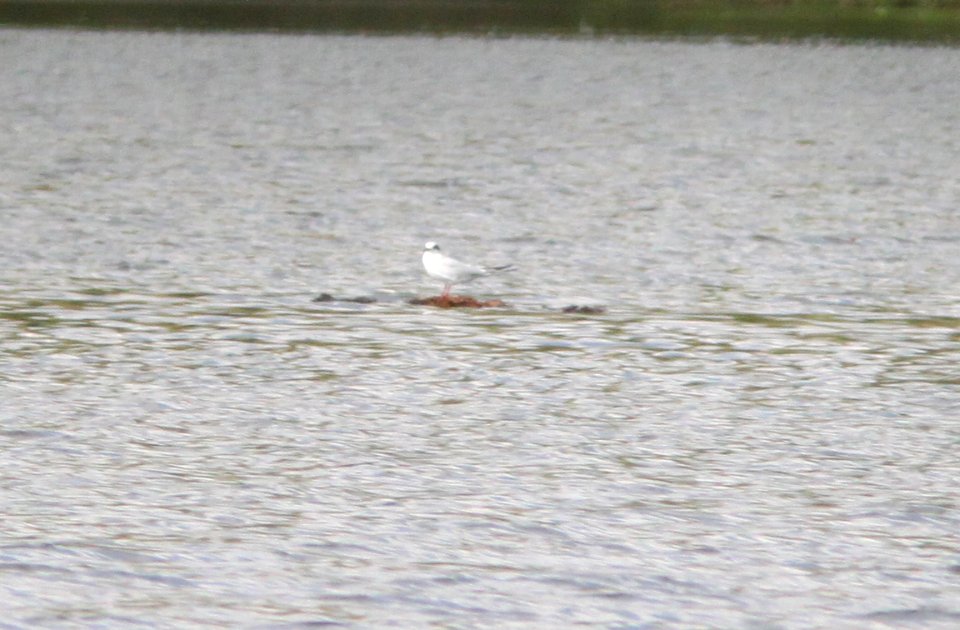 389 - FORSTER'S TERN (8-24-13) patagonia lake, scc, az -01