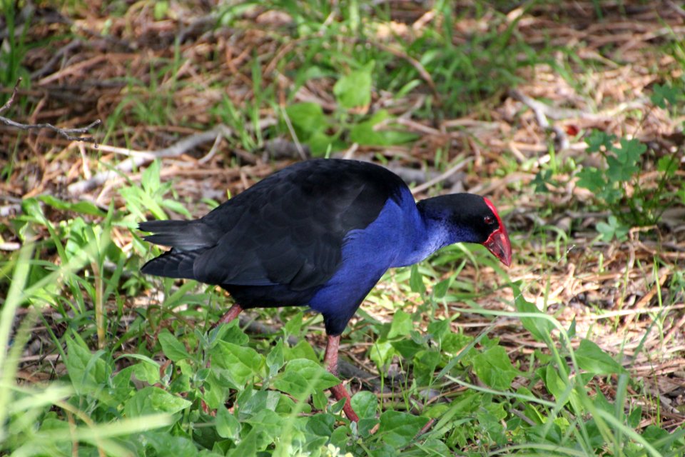 Purple Swamphen. Porphyrio porphyrio