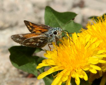 SKIPPER, JUBA (Herperia juba) (6-15-11) slate creek, mt ellen, garfield co, ut -  (2)