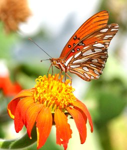 FRITILLARY, GULF (agraulis vanillae) (10-10-08) patagonia, az (2) photo