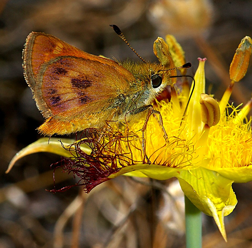 SKIPPER, RURAL (Ochlodes agricola) (6-8-07) reservoir cyn, san luis obispo, slo co, ca (9)