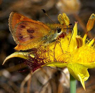 SKIPPER, RURAL (Ochlodes agricola) (6-8-07) reservoir cyn, san luis obispo, slo co, ca (9)
